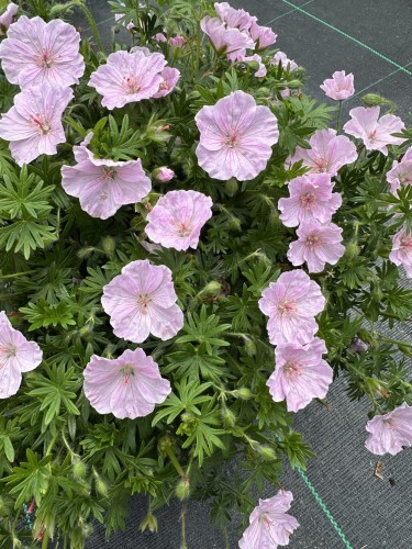 Geranium Frivolius Pink