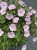 Geranium Frivolius Pink