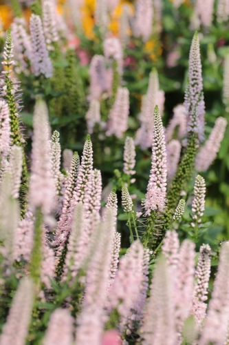 first-choice_veronica-longifolia_75046_1