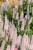 first-choice_veronica-longifolia_75046_1