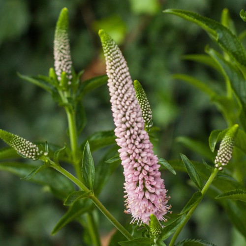 first-choice_veronica-longifolia_75046_2