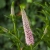 first-choice_veronica-longifolia_75046_2