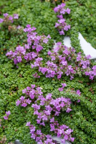 minor_thymus-praecox_71451_3