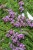 minor_thymus-praecox_71451_3