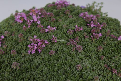 minor_thymus-praecox_71451_2