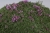 minor_thymus-praecox_71451_2