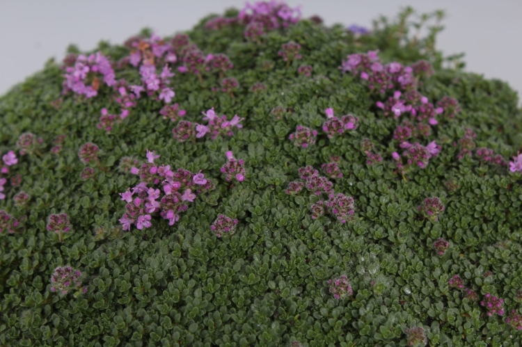 minor_thymus-praecox_71451_2
