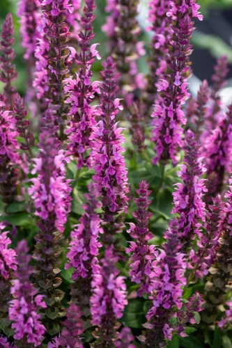 pink-paradise_salvia-nemorosa_77363_1
