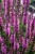 pink-paradise_salvia-nemorosa_77363_1