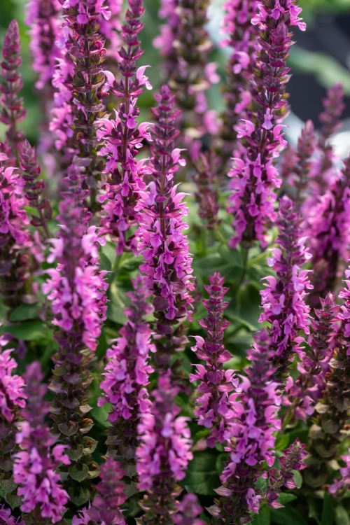 pink-paradise_salvia-nemorosa_77363_1