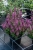 pink-paradise_salvia-nemorosa_77363_2