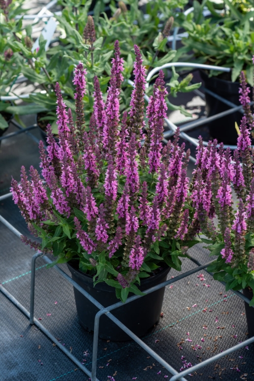 pink-paradise_salvia-nemorosa_77363_2