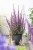 luminara-lilac_lythrum-hybrida_77387_4