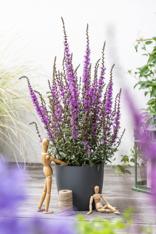 luminara-lilac_lythrum-hybrida_77387_4