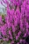 luminara-lilac_lythrum-hybrida_77387_1