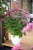 eureka_eupatorium-hybrida_78317_1