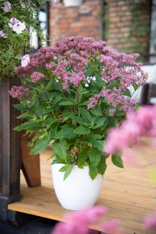 eureka_eupatorium-hybrida_78317_1