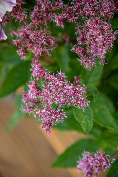 eureka_eupatorium-hybrida_78317_2