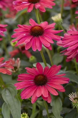 Echinacea Meadow Sweet Mama