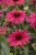 Echinacea Meadow Sweet Mama