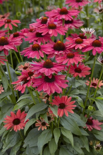 Echinacea Meadow Sweet Mama