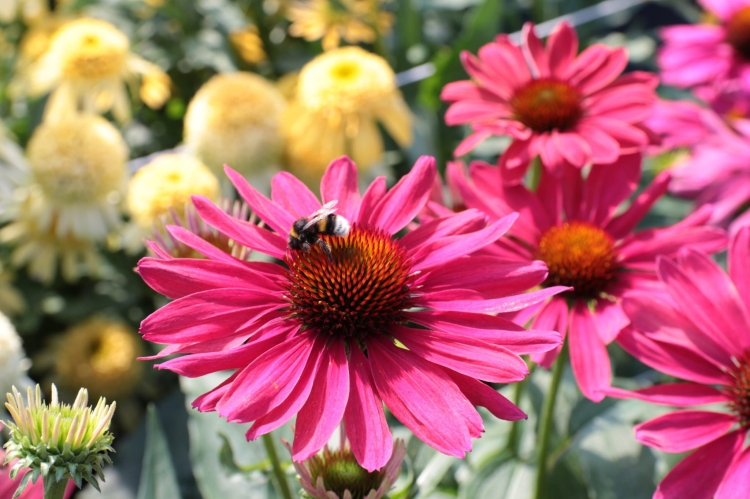 sweet-meadow-mama_echinacea-hybrida_77405_3
