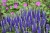 royal-candles_veronica-spicata_79397_1