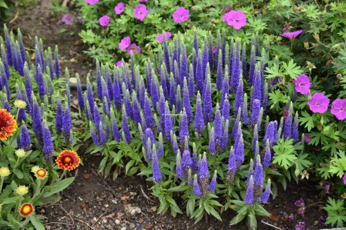 royal-candles_veronica-spicata_79397_3