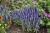 royal-candles_veronica-spicata_79397_3