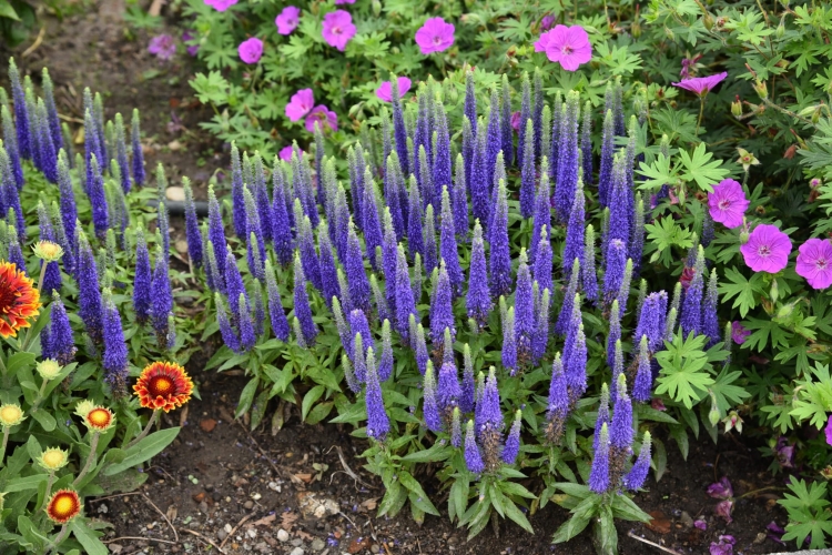 royal-candles_veronica-spicata_79397_3