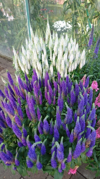 royal-candles_veronica-spicata_79397_4