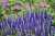 royal-candles_veronica-spicata_79397_1