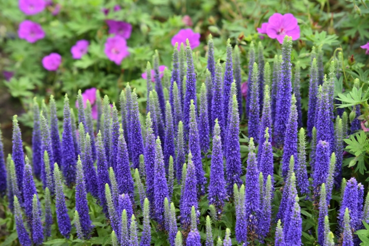 royal-candles_veronica-spicata_79397_1