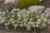 star-of-alps_leontopodium-alpinum_79132_1