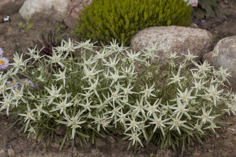 star-of-alps_leontopodium-alpinum_79132_1