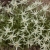 star-of-alps_leontopodium-alpinum_79132_2