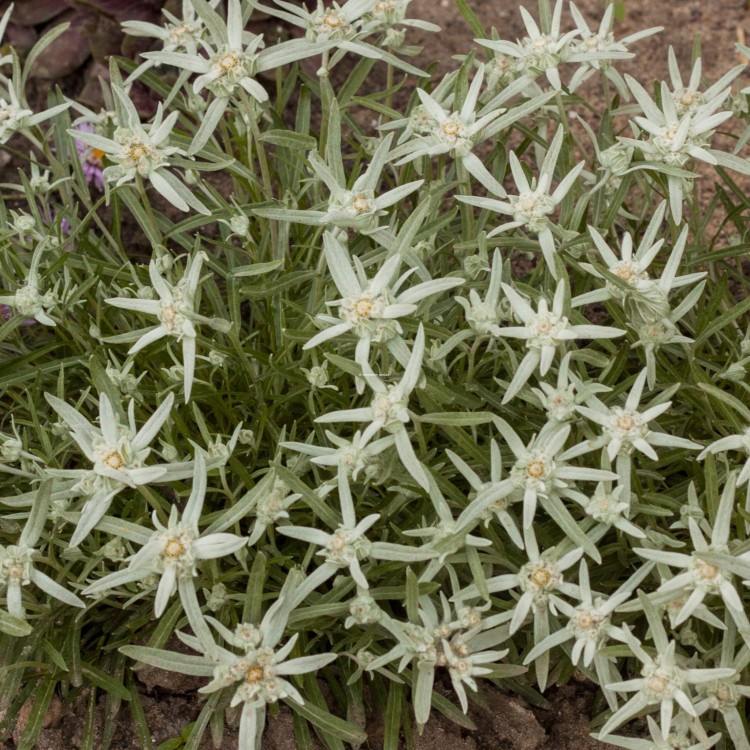 star-of-alps_leontopodium-alpinum_79132_2