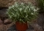 star-of-alps_leontopodium-alpinum_79132_3