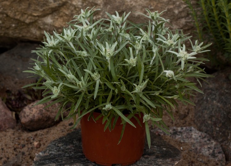 star-of-alps_leontopodium-alpinum_79132_3