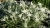 star-of-alps_leontopodium-alpinum_79132_4