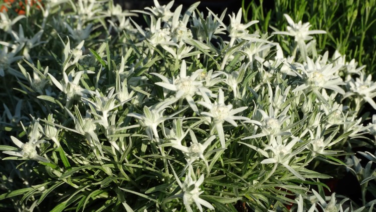 star-of-alps_leontopodium-alpinum_79132_4