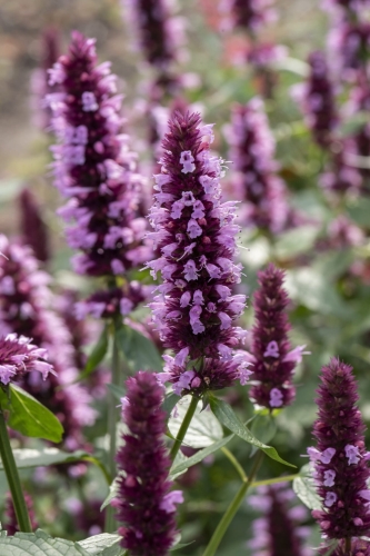 beelicious-pink_agastache-hybrida_78402_6