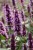 beelicious-pink_agastache-hybrida_78402_6
