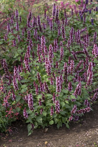 beelicious-pink_agastache-hybrida_78402_1