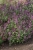 beelicious-pink_agastache-hybrida_78402_1