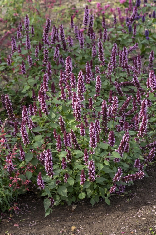 beelicious-pink_agastache-hybrida_78402_1