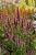 beelicious-pink_agastache-hybrida_78402_2