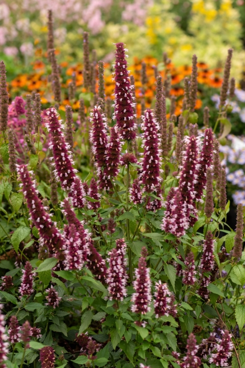 beelicious-pink_agastache-hybrida_78402_2