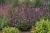 beelicious-pink_agastache-hybrida_78402_7