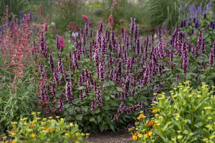 beelicious-pink_agastache-hybrida_78402_7
